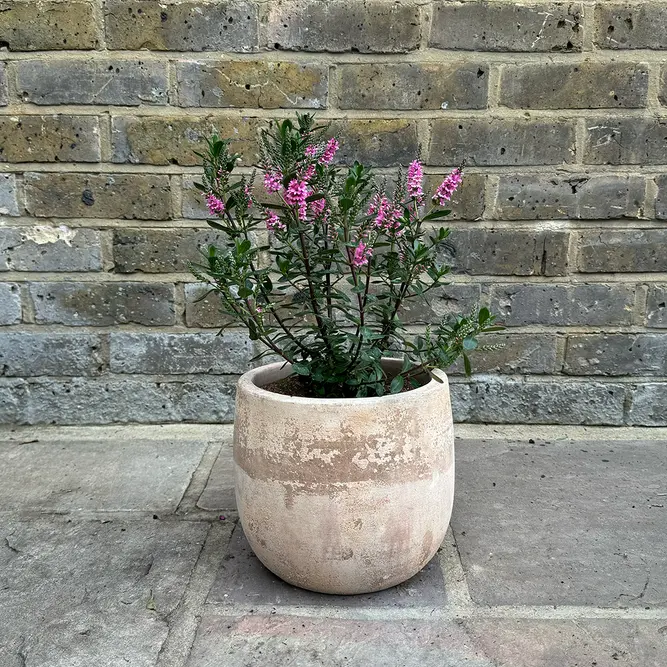 Hebe 'Pink Pixie' (Pot Size 2L) Shrubby Veronica - image 3