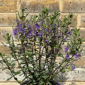 Hebe Purple Pixie (Pot Size 2L) Shrubby Veronica - image 2