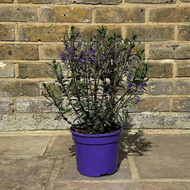 Hebe Purple Pixie (Pot Size 2L) Shrubby Veronica - image 3