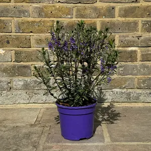 Hebe Purple Pixie (Pot Size 2L) Shrubby Veronica - image 3
