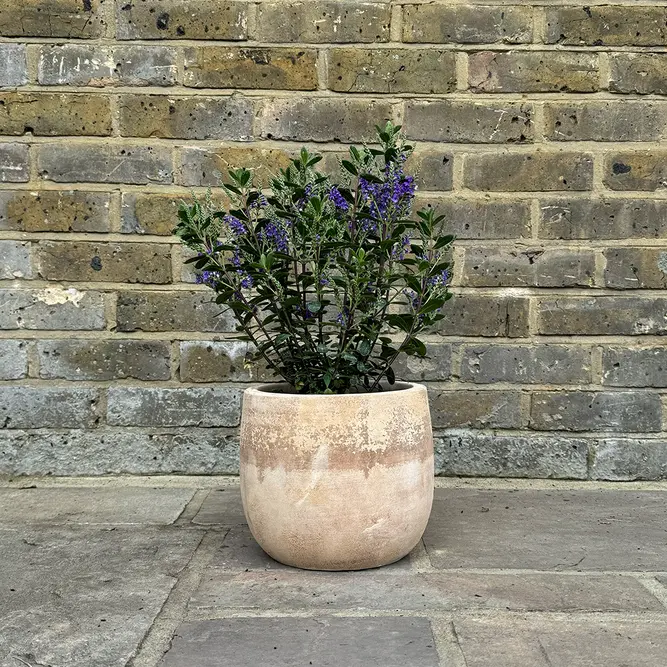 Hebe Purple Pixie (Pot Size 2L) Shrubby Veronica - image 4