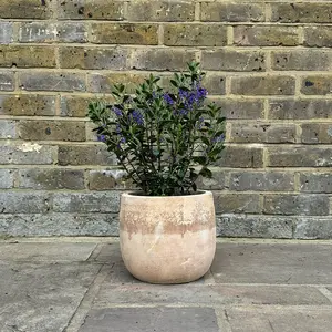 Hebe Purple Pixie (Pot Size 2L) Shrubby Veronica - image 4