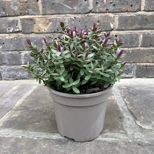Hebe 'Red Edge' ( Pot Size 2.0Ltr) Hebe Shrubby Veronica - image 3