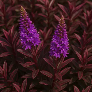 Hebe 'True Love' (Pot Size 2L) Shrubby Veronica - image 2