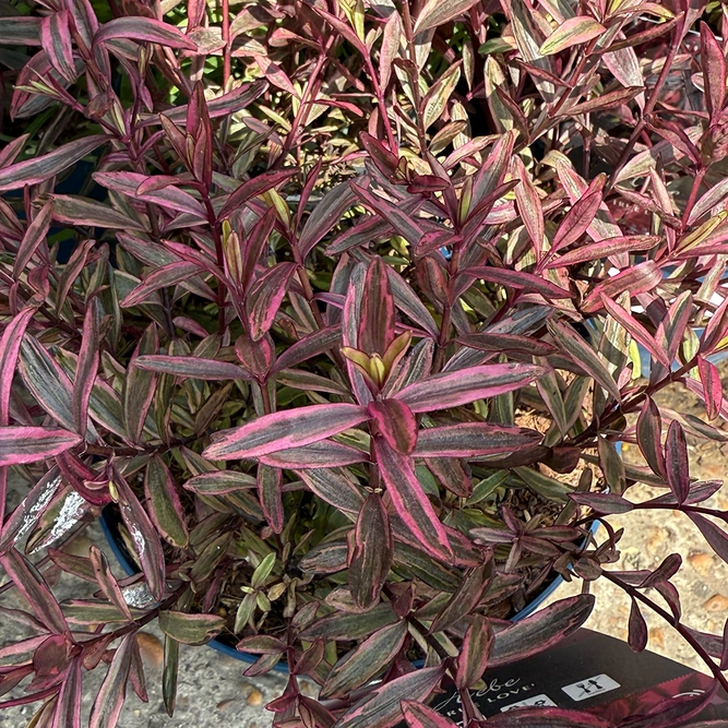 Hebe 'True Love' (Pot Size 2L) Shrubby Veronica - image 1