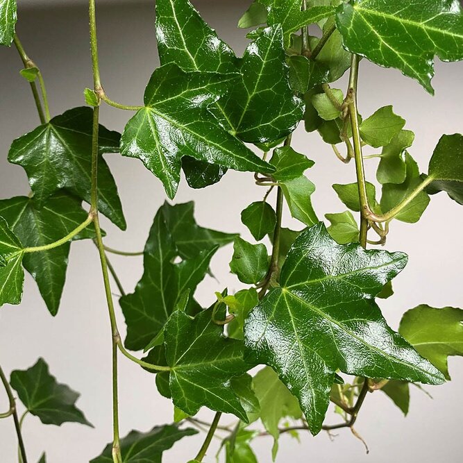 Hedera 'Elja' (Pot Size 13cm) - English Ivy - image 1