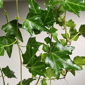 Hedera 'Elja' (Pot Size 13cm) - English Ivy - image 1