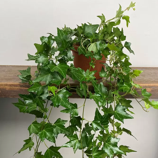 Hedera 'Elja' (Pot Size 13cm) - English Ivy - image 2
