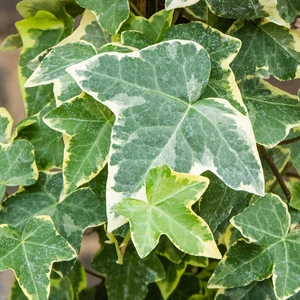 English Ivy - Hedera helix 'Gold Child'