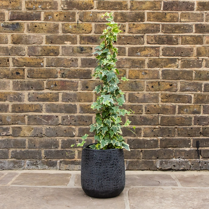 English Ivy - Hedera helix 'Gold Child'