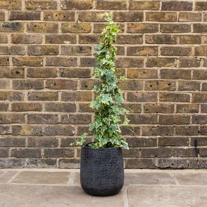 English Ivy - Hedera helix 'Gold Child'