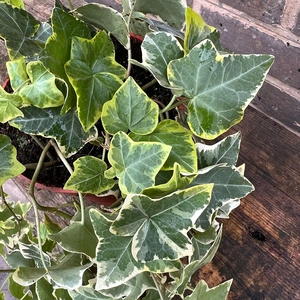 Hedera helix 'Gold Child' (3L) English Ivy - image 3