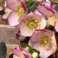 Hellebore