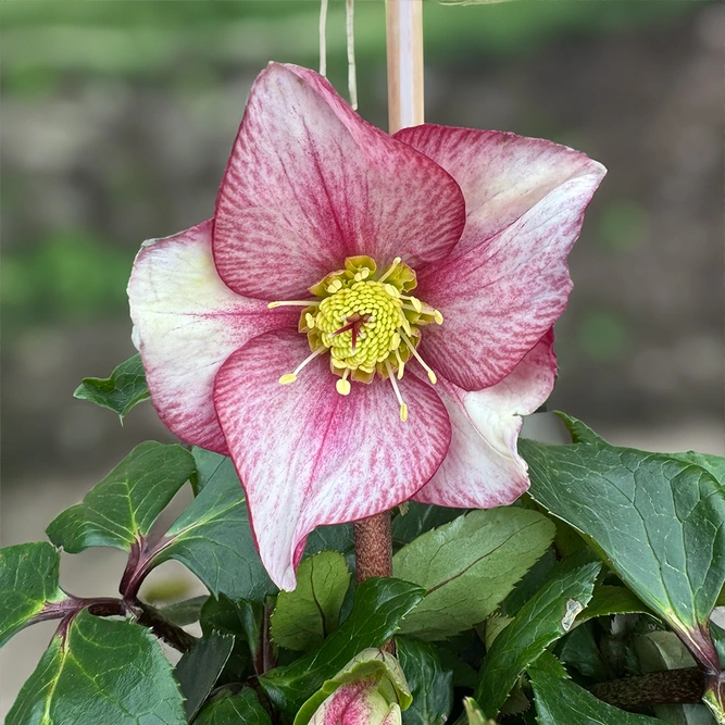 Helleborus 'HGC Ice N' Roses Carlotta' (Pot Size 2Ltr) - image 2