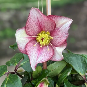 Helleborus 'HGC Ice N' Roses Carlotta' (Pot Size 2Ltr) - image 2