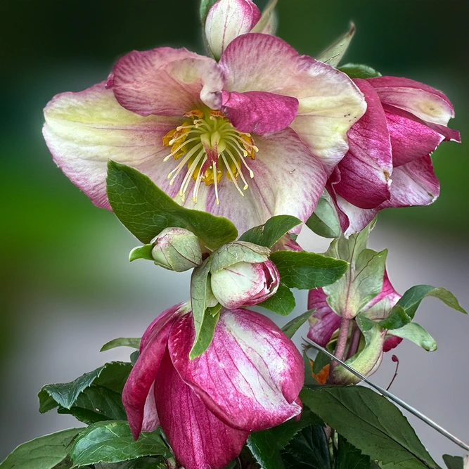 Helleborus 'HGC Ice N' Roses Carlotta' (Pot Size 2Ltr) - image 1
