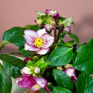 Helleborus 'HGC Ice N' Roses Carlotta' (Pot Size 2Ltr) - image 3