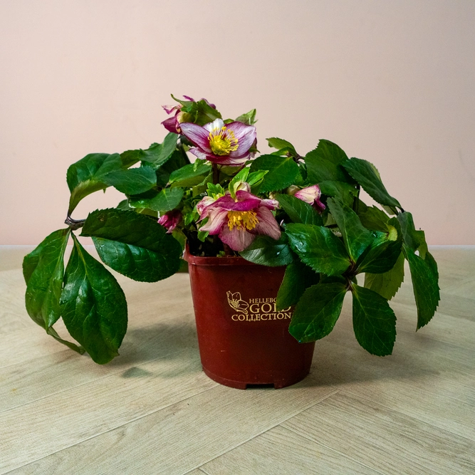 Helleborus 'HGC Ice N' Roses Carlotta' (Pot Size 2Ltr) - image 4