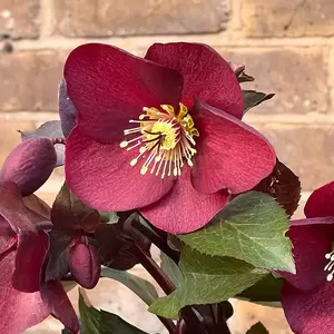Helleborus HGC® Ice N’ Roses® Merlot (Pot Size 4.5L)
