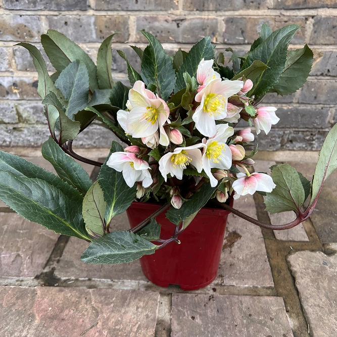 Helleborus HGC® SR Shooting Star® (Pot size 4.5L) - image 2