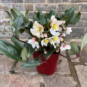 Helleborus HGC® SR Shooting Star® (Pot size 4.5L) - image 2