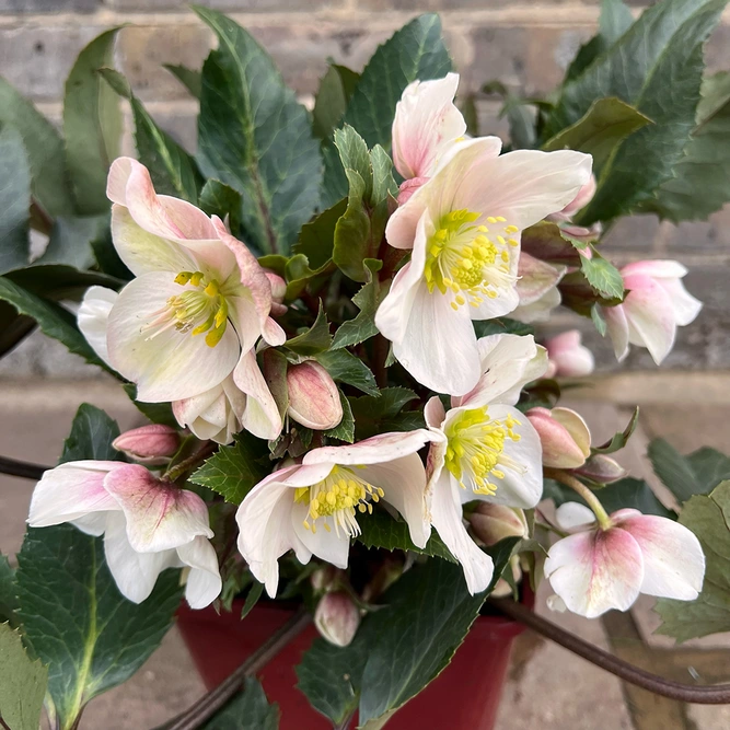 Helleborus HGC® SR Shooting Star® (Pot size 4.5L) - image 3