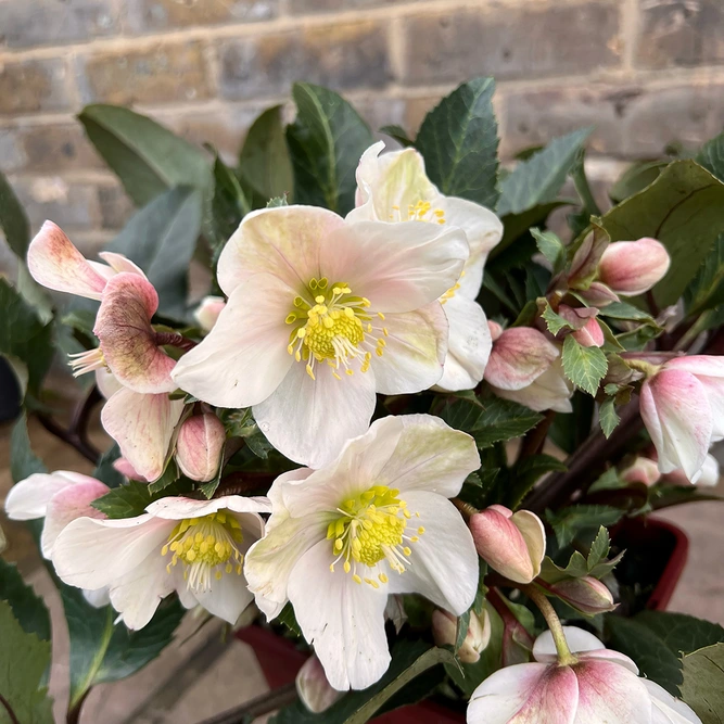 Helleborus HGC® SR Shooting Star® (Pot size 4.5L) - image 4