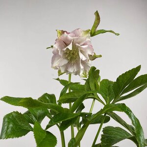 Helleborus × hybridus 'Pretty Ellen Pink' (Pot Size - 14cm) - Christmas Rose