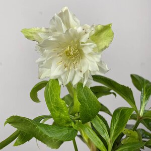 Helleborus × hybridus 'Pretty Ellen White' (Pot Size 14cm) - Hybrid Lenten rose