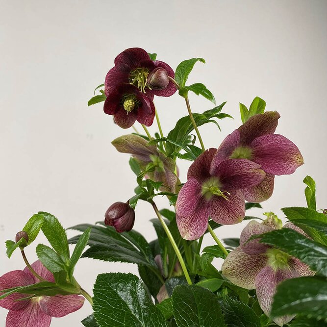 Helleborus × hybridus 'Victoria' (Pot Size 17cm) - Lenten Rose - image 1