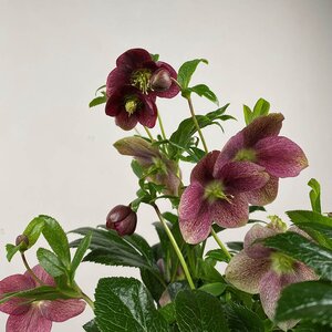 Helleborus × hybridus 'Victoria' - Lenten Rose