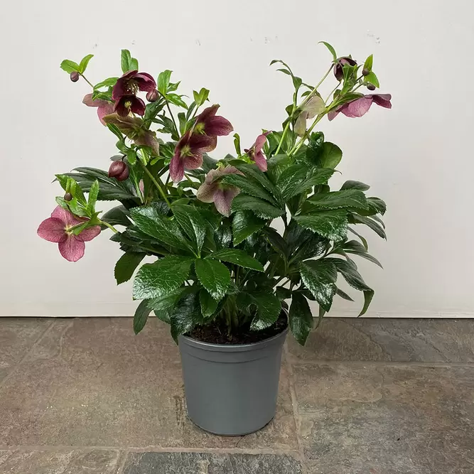 Helleborus × hybridus 'Victoria' (Pot Size 17cm) - Lenten Rose - image 2