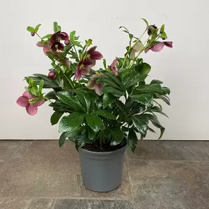 Helleborus × hybridus 'Victoria' (Pot Size 17cm) - Lenten Rose - image 2