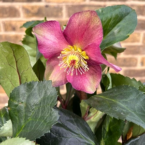 Helleborus Ice N Roses Early Red (Pot Size 2L) Gold Collection - image 2