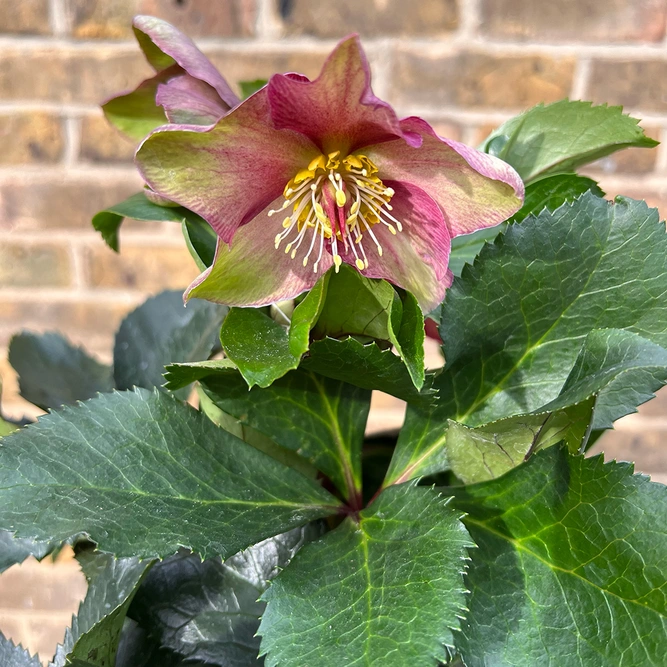 Helleborus Ice N Roses Early Red (Pot Size 2L) Gold Collection - image 3