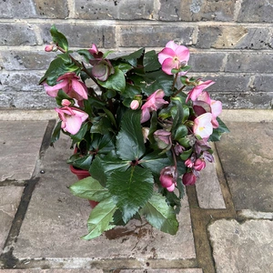 Helleborus Ice N Roses 'Early Rose' (4.5L) Gold Collection - image 2