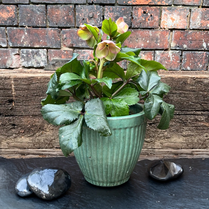 Helleborus Ice N Roses 'Early Rose' (2L) Gold Collection - image 2