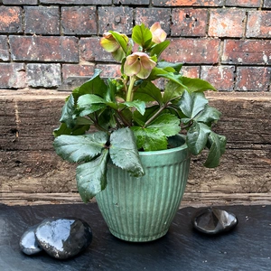 Helleborus Ice N Roses 'Early Rose' (2L) Gold Collection - image 2