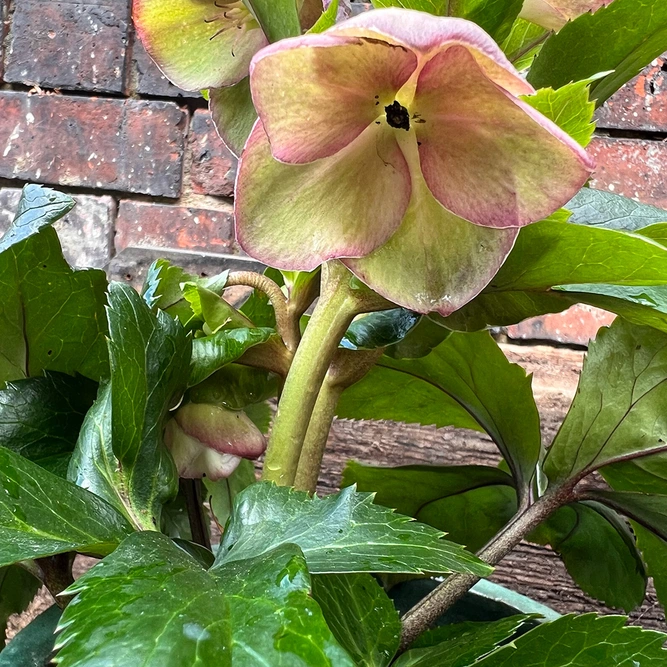 Helleborus Ice N Roses 'Early Rose' (2L) Gold Collection - image 1