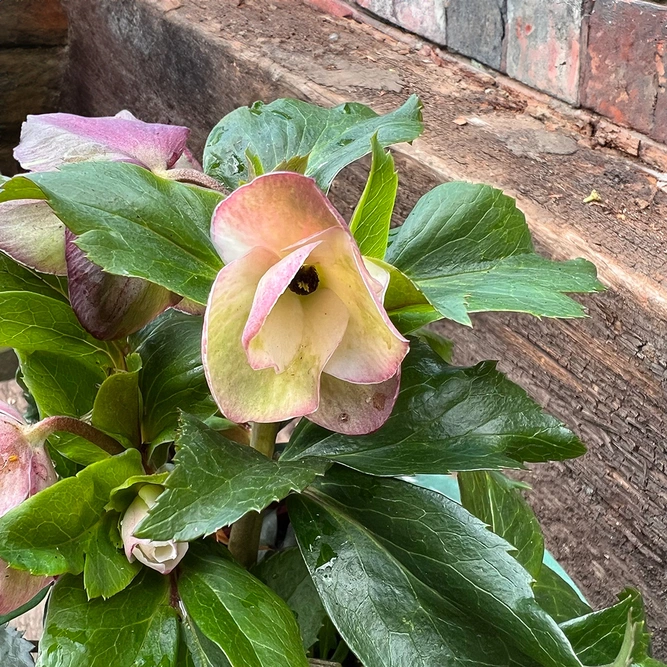 Helleborus Ice N Roses 'Early Rose' (2L) Gold Collection - image 3