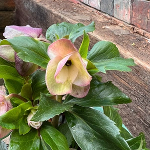 Helleborus Ice N Roses 'Early Rose' (2L) Gold Collection - image 3