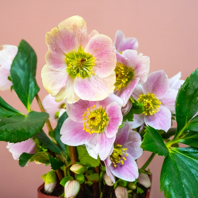 Helleborus 'Liva' (Pot Size 2L) Hellebore - image 1