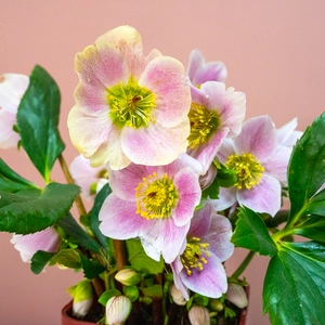 Helleborus 'Liva' (Pot Size 2L) Hellebore - image 1