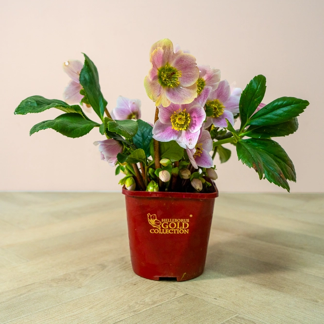 Helleborus 'Liva' (Pot Size 2L) Hellebore - image 2