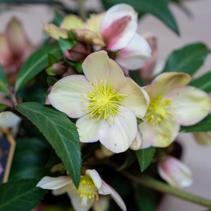 Helleborus 'Malory' (Pot Size 4.5L) - image 1