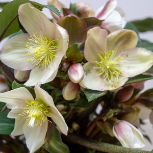 Helleborus 'Malory' (Pot Size 4.5L) - image 2