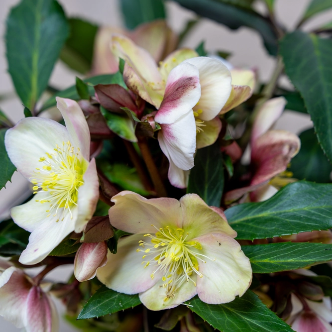 Helleborus 'Malory' (Pot Size 4.5L) - image 3