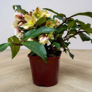 Helleborus 'Malory' (Pot Size 4.5L) - image 4
