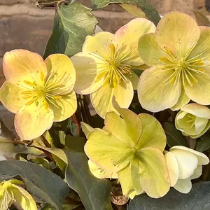 Helleborus 'Marlon' (Pot Size 4.5L)