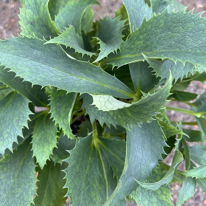 Helleborus 'Silver Lace' (Pot Size 14cm) Silver Lace Hellebore - image 2